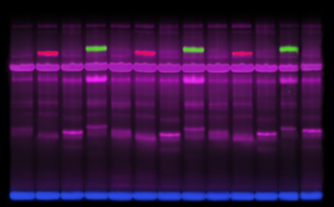RTEmagicC application spl1 300x186 1